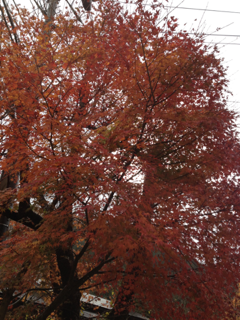 image-20121117115443.png