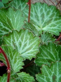 image-20130217172843.png