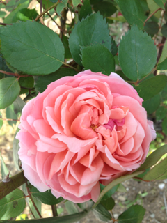 image-20130430013631.png